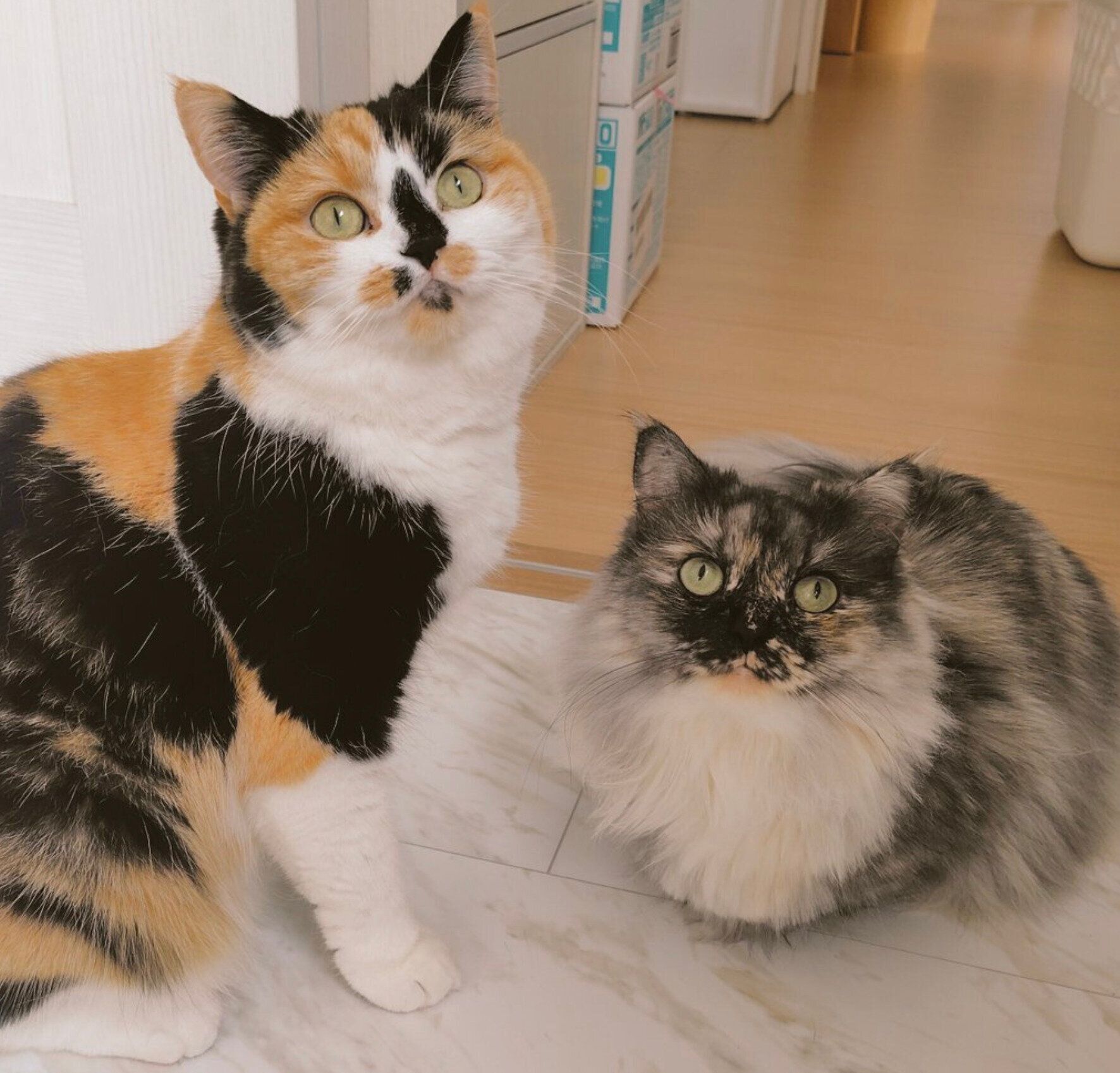 まんまるな目で見つめるクルちゃん、エアちゃん