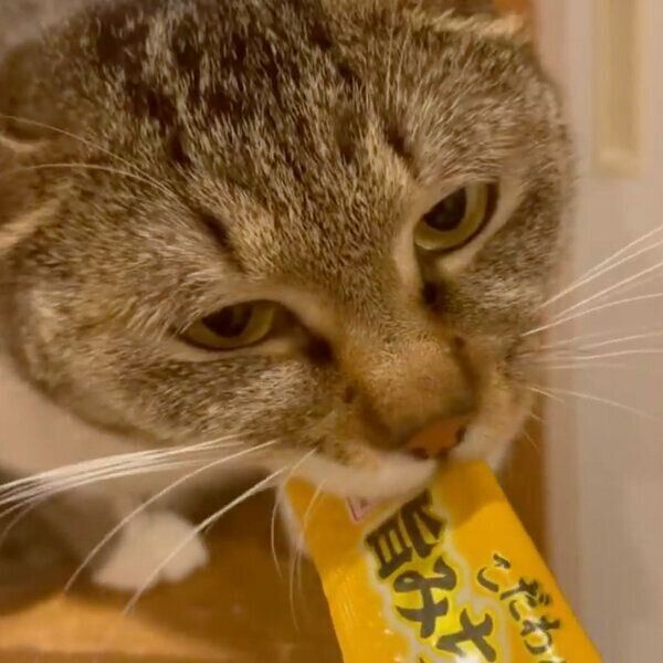 「ちゅ〜る」愛がすごい猫