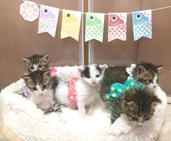 大集合するチーム「なにぬねの」