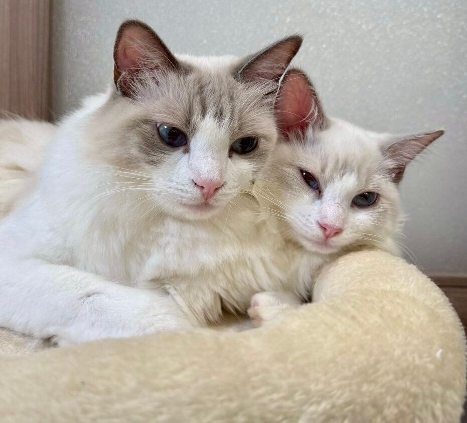 くっつくルルちゃん、シェリーちゃん