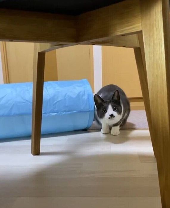 飼い主を見つめる猫