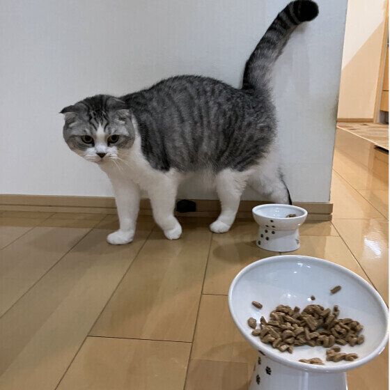 ゴハンを狙うスコティッシュ・フォールド