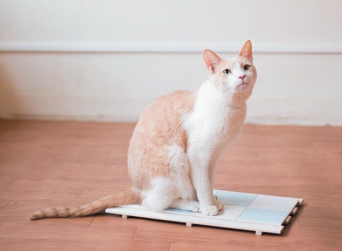 タイルとすのこで作る猫オアシス