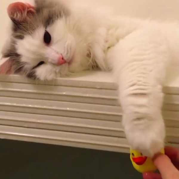 あひる隊長で遊ぶニャンコ