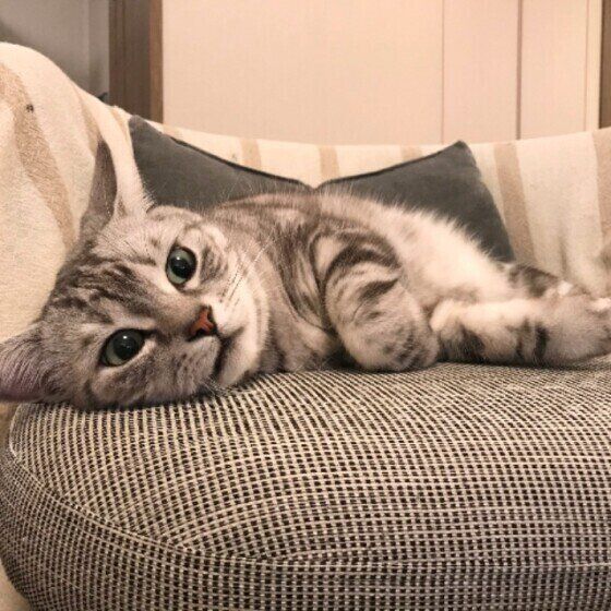 まったりするアメリカンショートヘア