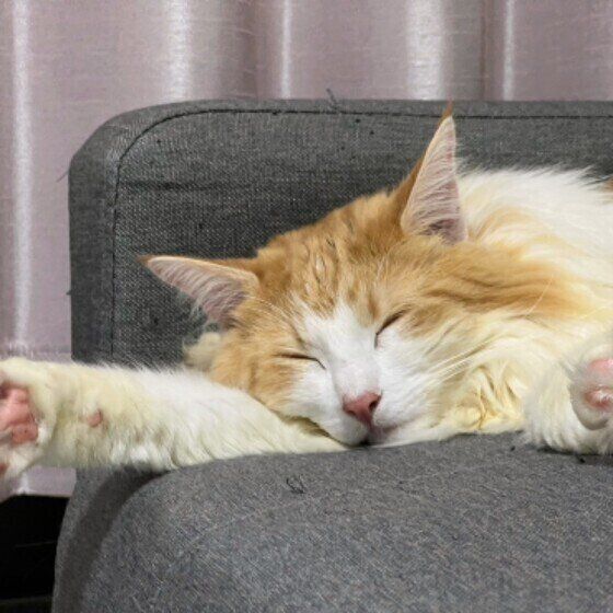 ノルウェージャンフォレストキャットのラテくん♪