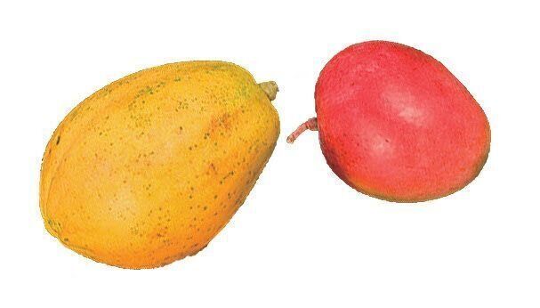 パパイヤとマンゴーの画像