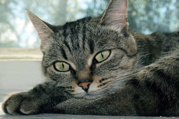 美しい若い猫が窓に横たわって目をそらしています。クローズ アップ。