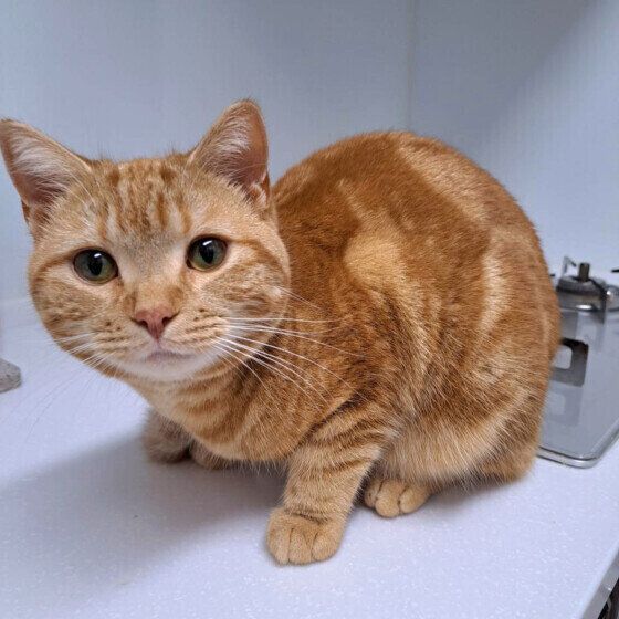 アメリカンショートヘアのミカエルちゃん♪