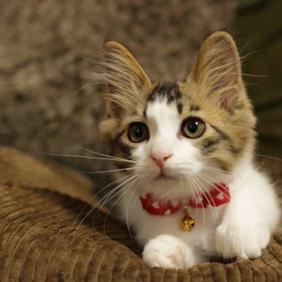 伏せをするキジトラ