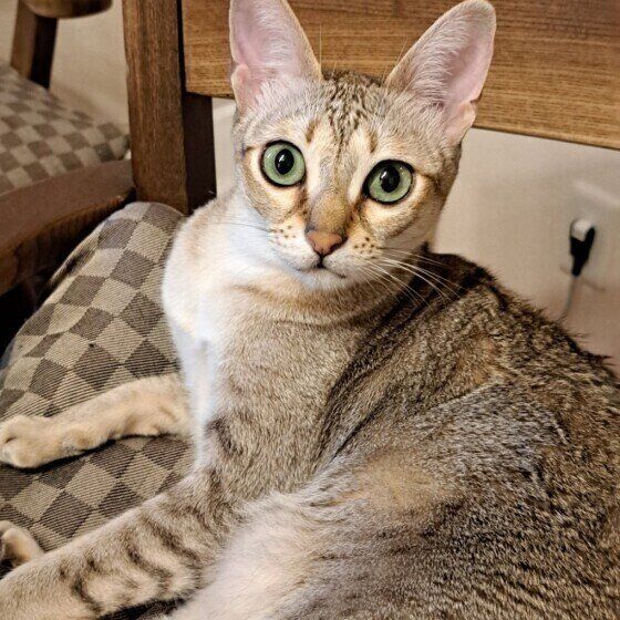 シンガプーラのかえでちゃん