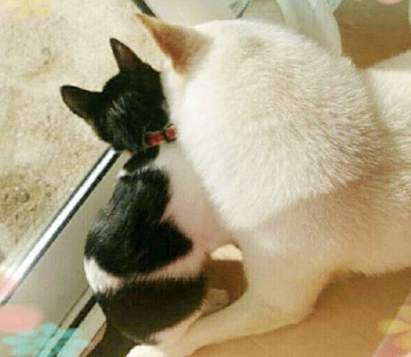 寄り添うかりんちゃんとゆずちゃん