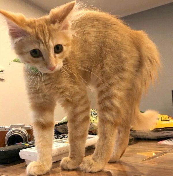 びっくりするもちゃこちゃん