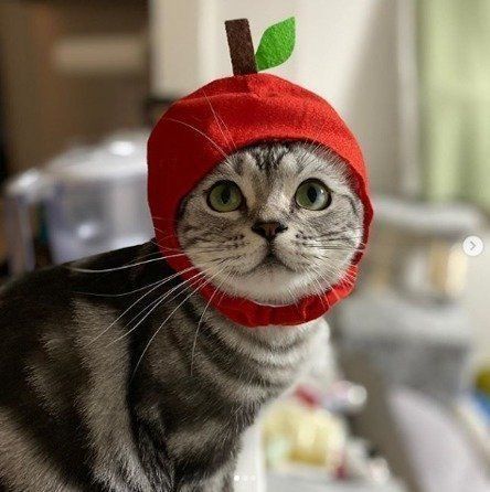 りんごのかぶりものをかぶるライナちゃん