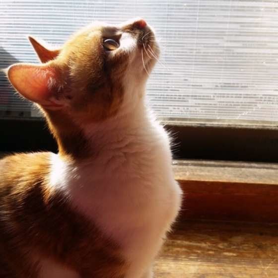 ブギくん  MIX　茶×白