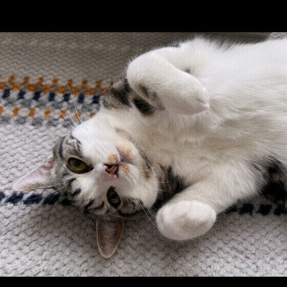 ゴロンとおねだりをするスコティッシュフォールド