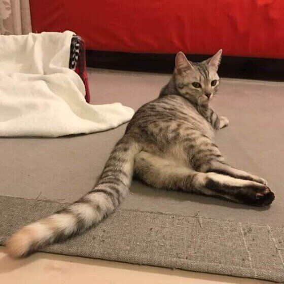 見つめるマンチカン