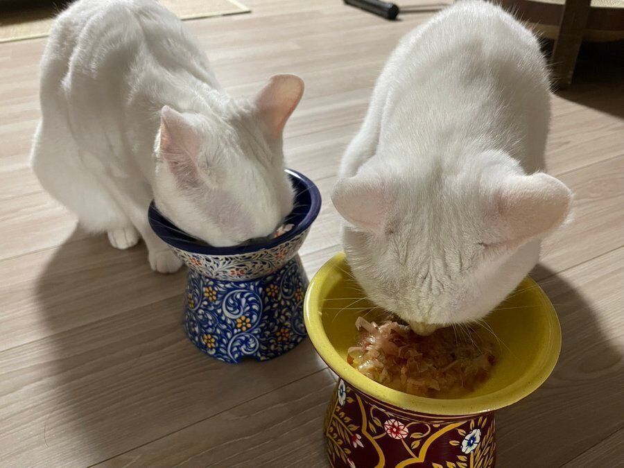 ゴハンを食べる碧ちゃん（写真左）と琥珀ちゃん（写真右）