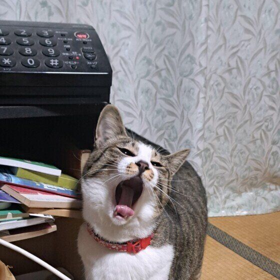 Mix（キジトラ）ののっぴちゃん♪