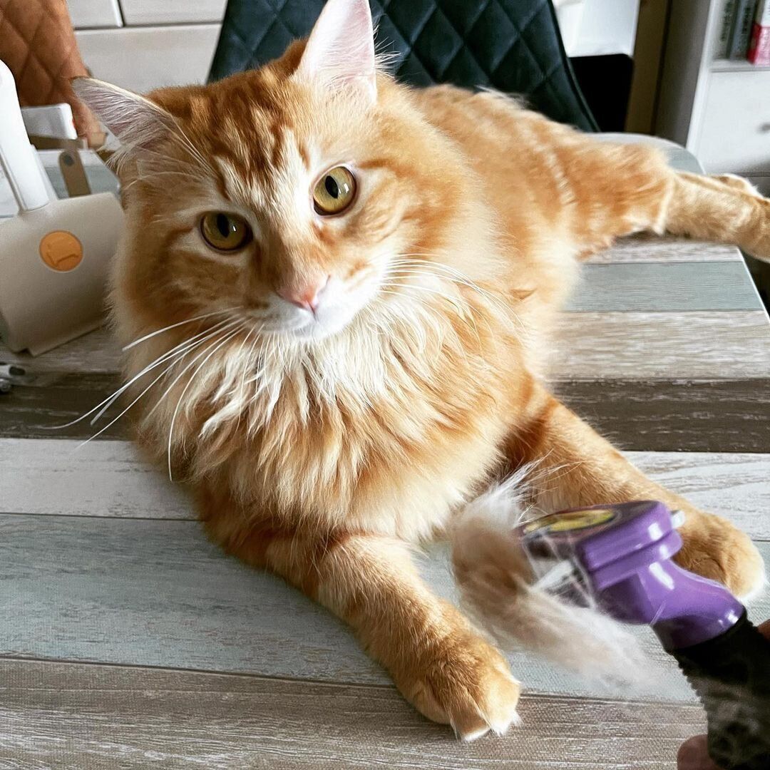 スッキリしたマロンちゃん