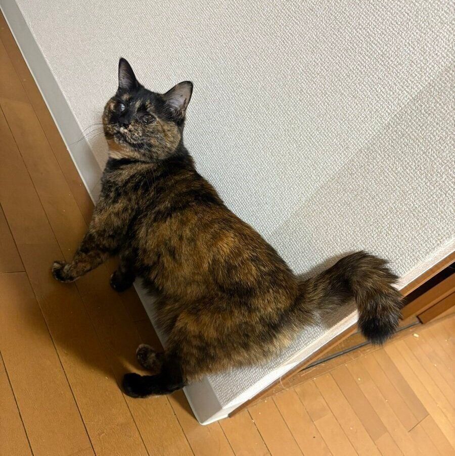 自分の位置を把握するように壁際に立つ小梅ちゃん