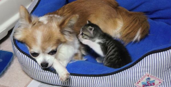 寄り添うチワワと子猫