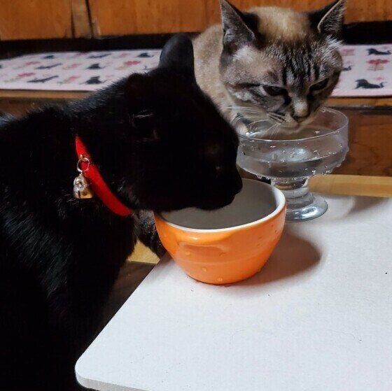 MIXのファンファンちゃん