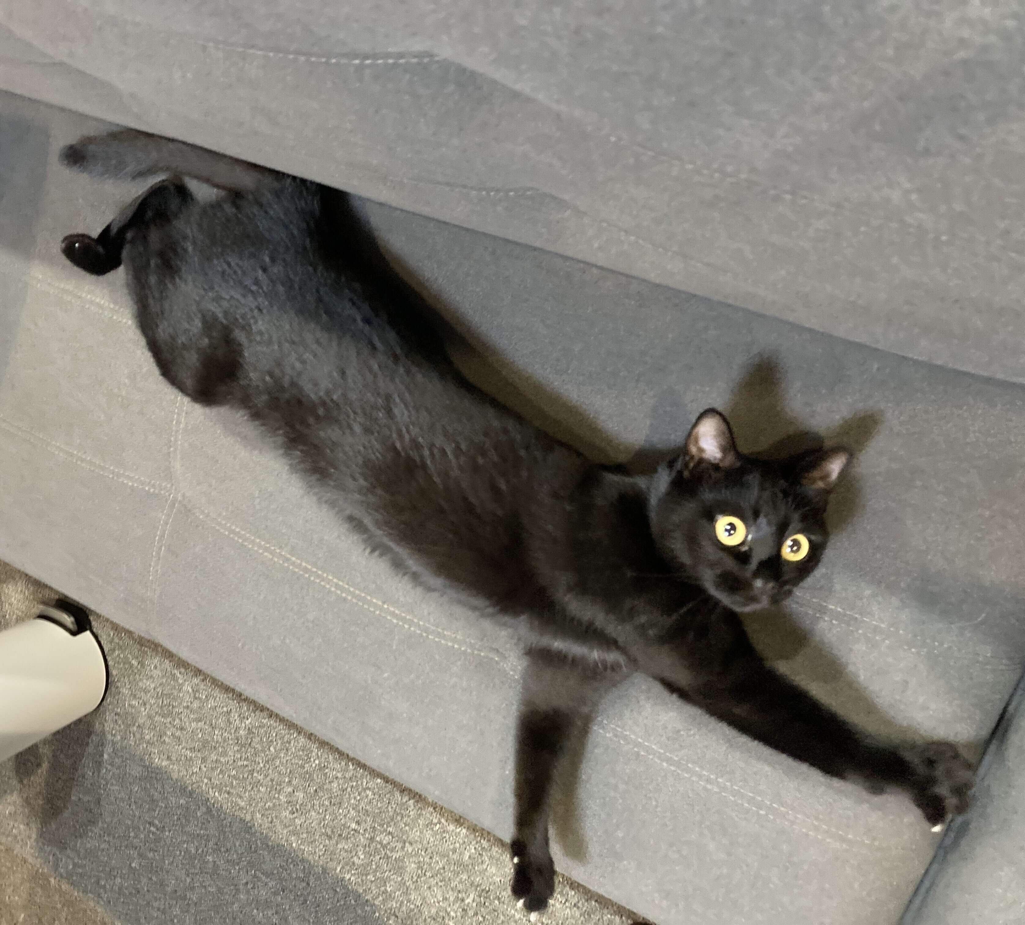 ソファで伸びるジジちゃん。