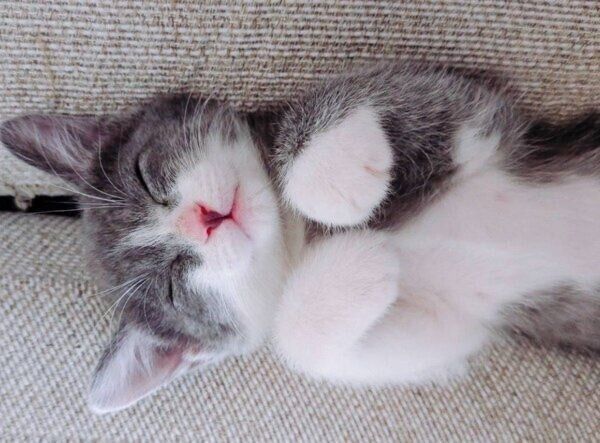ヘソ天で眠るラテちゃん