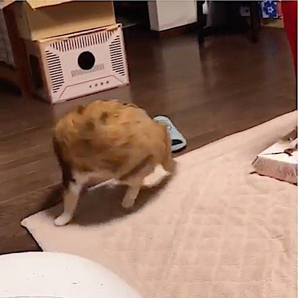 意味不明な行動をしちゃう三毛猫