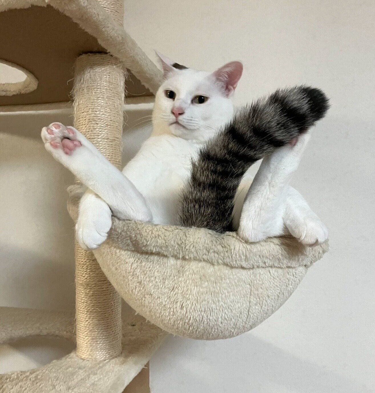 キャットタワーでくつろぐこめくん