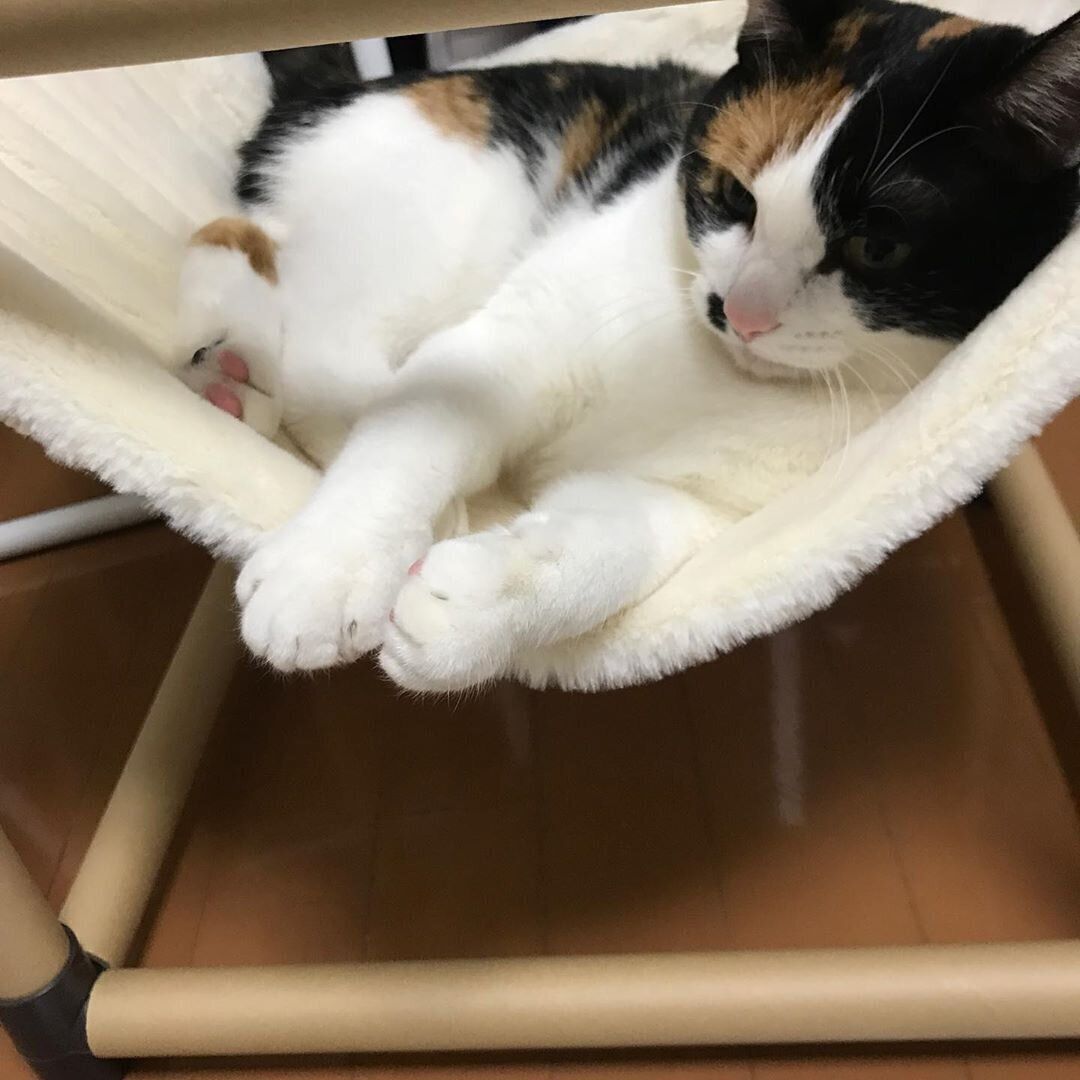 ハンモック　ミケ　華