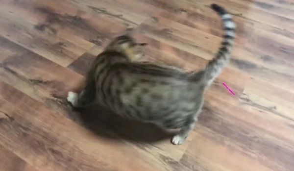 レーザーポインターを狙う猫