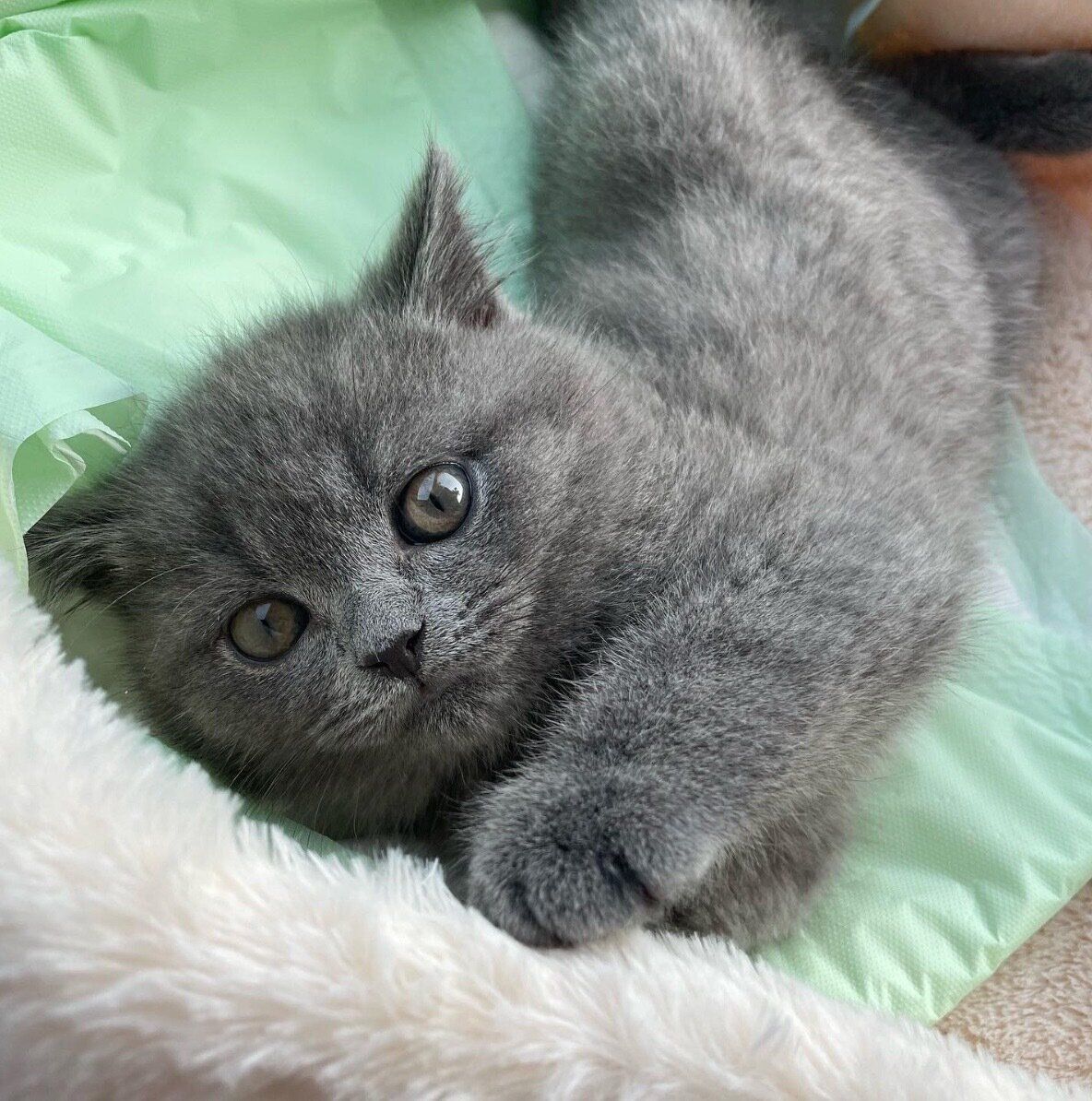 見つめるよしおくん