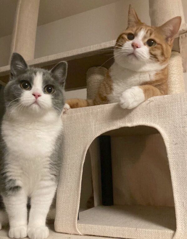 夜遊びをしていたいなりくんとおそばちゃん