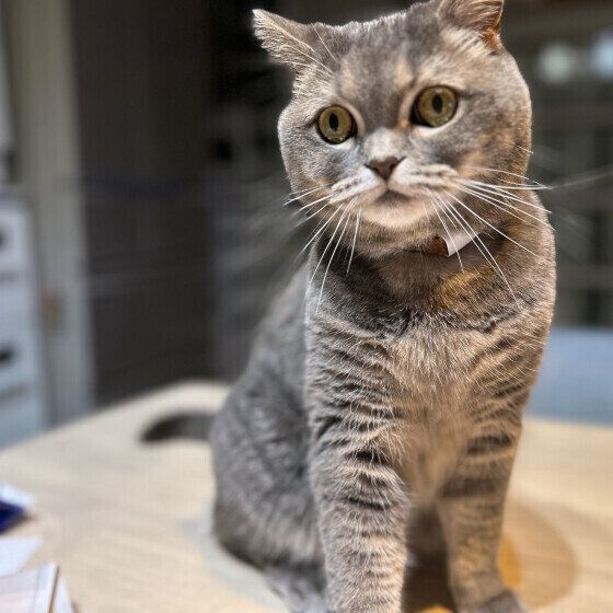 スコティッシュフォールドの実夕ちゃん♪