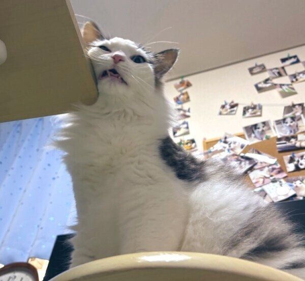 机の上の物をなぎ倒す快斗くん