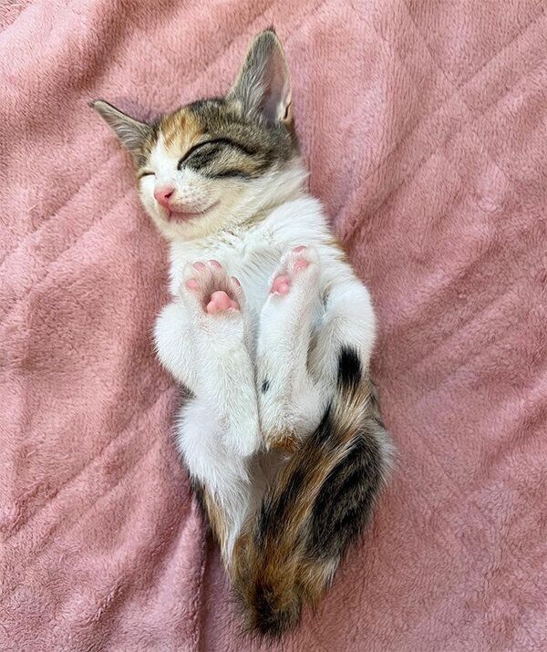 眠るすずちゃん