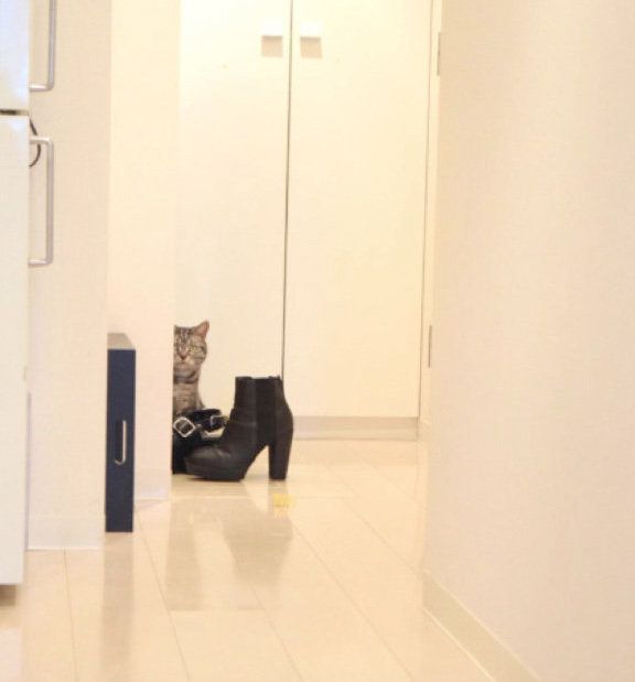 だんだん近寄ってくる猫