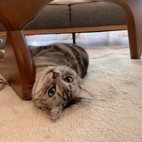 アメリカンショートヘアの小鉄（こて坊）くん