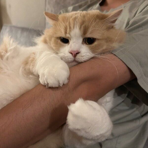 ママさんへの抱っこはやらないそう