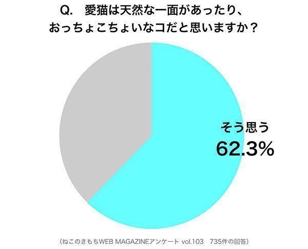 愛猫はおっちょこちょいな一面がある？