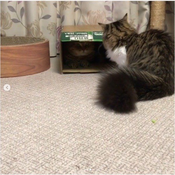 箱に入る猫