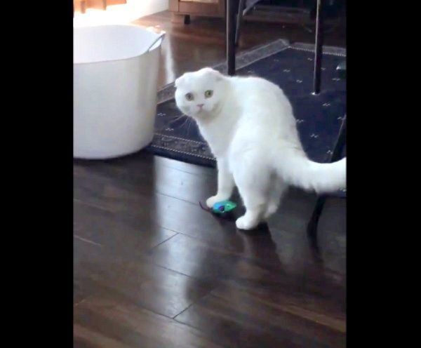 「ヤベッ…」という表情をするむくちゃん