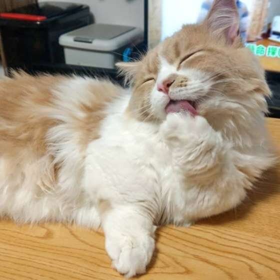 手を舐めるマンチカン・ロングヘア