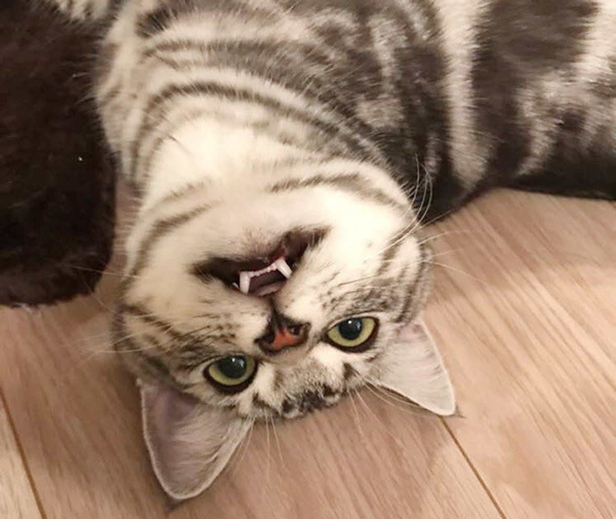 飼い主さんもヒヤリッ 愛猫がキャリーケース嫌いで悲惨なことに ねこのきもちweb Magazine 飼い主さんもヒヤリッ 愛猫がキャリーケース嫌いで悲惨なことに ねこのきもちweb Magazine