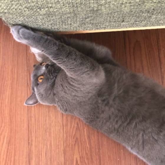 爪研ぎするブリティッシュショートヘア