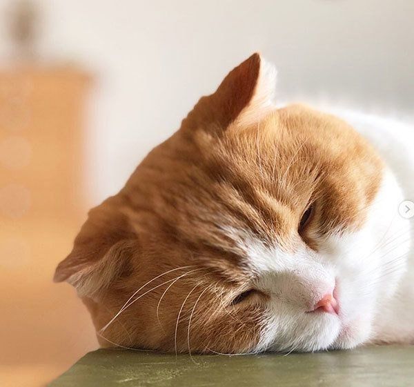 眠るスコティッシュフォールド