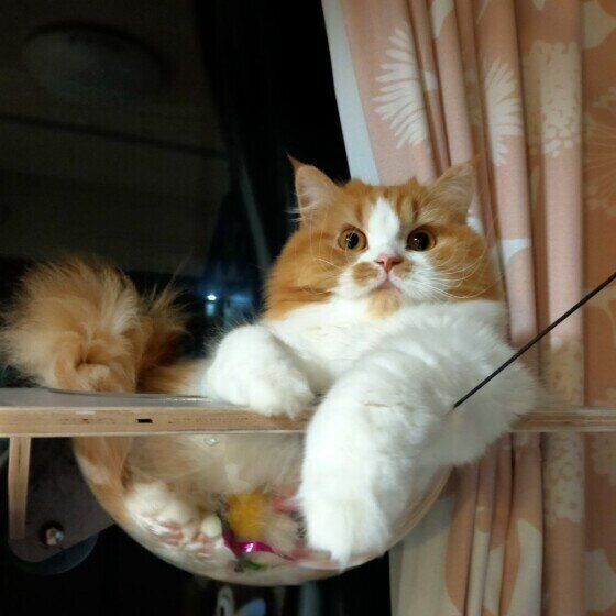 見つめるスコティッシュフォールド