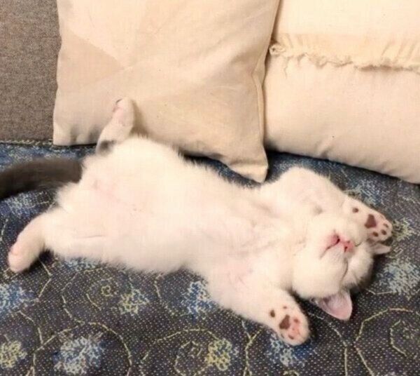 ヘソ天するカツヲくん